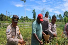 Polres Jayapura mendukung peningkatan tanaman hortikultura