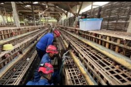 Damkar Trenggalek evakuasi ular piton pemangsa puluhan unggas warga