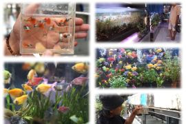 Melirik prospek budi daya ikan hias di Kota Pekalongan