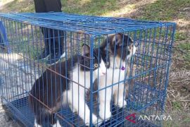 Pemkot: Vaksinasi rabies di Bengkulu capai 100 persen