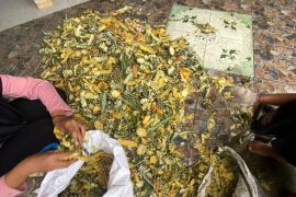 Unja olah limbah nanas jadi pakan ternak