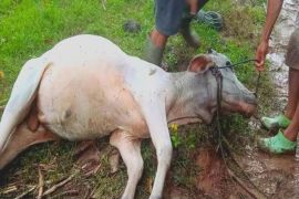 Puluhan ekor sapi ini diduga mati diracun