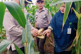 Kementan RI rutin pantau perkembangan tanaman jagung di Bintan