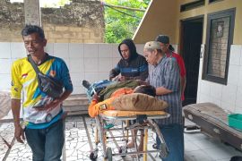 Anggota P2BK Parakansalak Sukabumi alami kecelakaan saat evakuasi pohon tumbang