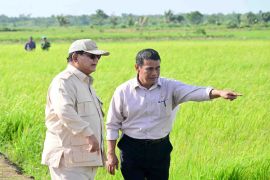 Menteri Pertanian berikan pendampingan kepada petani Merauke