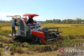 Satgas TNI Kodim 1404/Pinrang bantu mengatasi hama padi