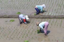 Petani mulai tanam padi di kediri
