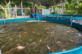 Mengisi masa pensiun dengan budi daya nila sistem bioflok