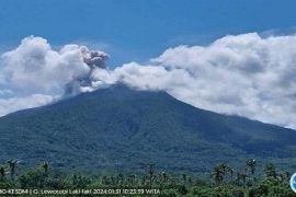 Imbas meletusnya Gunung Lewotobi Flores Timur, empat bandara ditutup