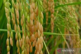 Beras varietas lokal dan "haruan" sumbang inflasi Kalsel Oktober 2024