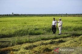 Mentan Andi Amran targetkan PDB pertanian naik jadi 4,81 persen pada 2029