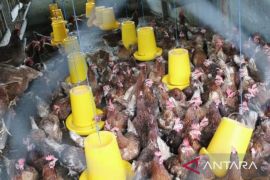 DPKP Biak bantu bibit ternak untuk orang asli Papua