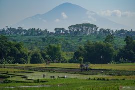 Penghapusan piutang macet petani