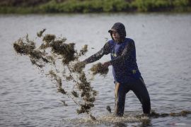 Ilmuwan kembangkan bibit rumput laut yang adaptif dan tahan penyakit