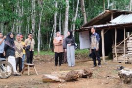 Reses ke Desa Kambitin, Halida tinjau akses ke kandang sapi
