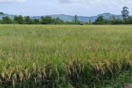 Pemkot Jayapura kembangkan 10 hektare lahan menanam padi