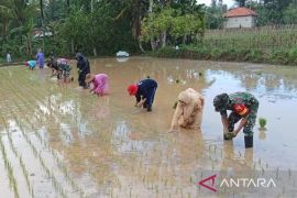 Kodim kerahkan anggota untuk sukseskan program swasembada pangan