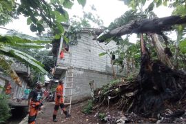 Warga Kota Bogor diimbau untuk pangkas pohon tinggi, antisipasi cuaca ekstrem