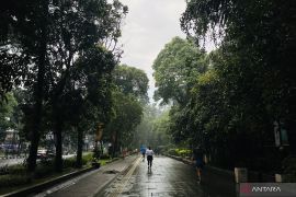 Disperumkim Kota Bogor pastikan kondisi pohon jalan protokol saat cuaca ekstrem