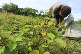 Berkat Hilirisasi nilam bawa Aceh ke Pasar Dunia