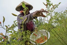 Pengembangan sistem pertanian terpadu Page 2 Small