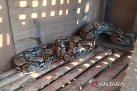 DPKP Kota Bogor evakuasi ular sanca 3 meter yang makan ternak warga