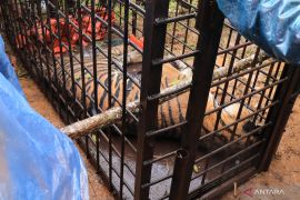 Dokter: Harimau Sumatra masuk perangkap alami dehidrasi