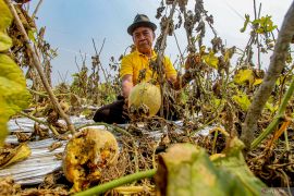 Petani melon di Nganjuk gagal panen