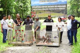 BBKSDA Papua lepas-liarkan 37 burung dilindungi di hutan Kuala Kencana