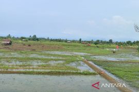 Penyaluran pupuk bersubsidi di Bengkulu capai 44.016 ton