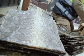 Petugas gagalkan penyelundupan kulit ular, bukan di Sumut