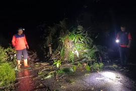 Curah hujan tinggi, tanah longsor hingga pohon tumbang landa jalan Rimbo Malampah Pasaman