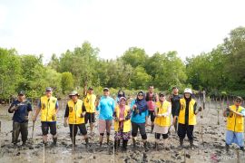 ULM hijaukan laboratorium lahan basah di mangrove Kotabaru