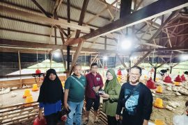 Kelompok Tani Murung Raya percontohan program kandang penyangga budidaya ayam