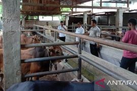 Kadis Peternakan Aceh tinjau penanganan penyakit brucellosis di Abdya