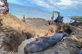 BKSDA Bali sebut rahang paus yang terdampar di Karangasem hilang