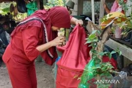 Dinkes Belitung imbau warga waspada penyakit DBD saat musim penghujan