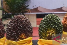 Harga TBS di Provinsi Jambi tembus Rp3.612 per kilogram