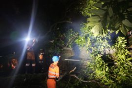 Pemkot Bogor pastikan bantuan bagi warga tertimpa pohon di Menteng