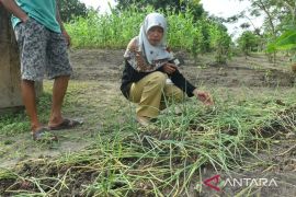 Bawang merah di Beltim menjanjikan
