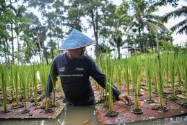 Kelompok bina tani berkah binaan Kilang Pertamina Plaju Page 3 Small