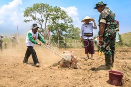 TNI tanam benih jagung di Lombok Timur Page 4 Small