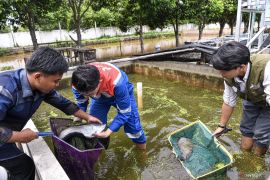 Konservasi ikan belida Binaan Kilang Pertamina Plaju Page 4 Small