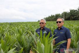 PTPN inisiasi program PSR intercropping padi dukung swasembada pangan nasional