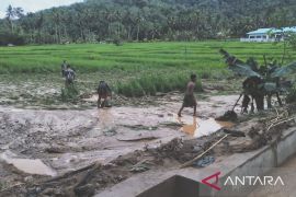 30 hektare padi sawah gagal panen dampak banjir bandang Tapsel