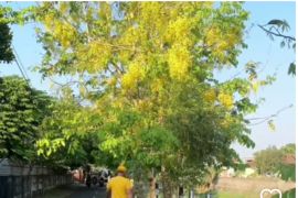 DLH Mataram NTB akan ganti pohon pelindung jenis waru