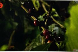 Masa depan kopi di Lembah Napu Poso