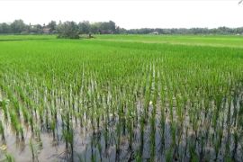 Tingkatkan produksi tanaman pangan, Sleman sedot air sungai