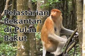 Feature - Pelestarian Bekantan di Pulau Bakut Bagian 1