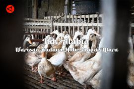 Feature - Itik Alabio  Warisan Budaya Hulu Sungai Utara Bagian 1